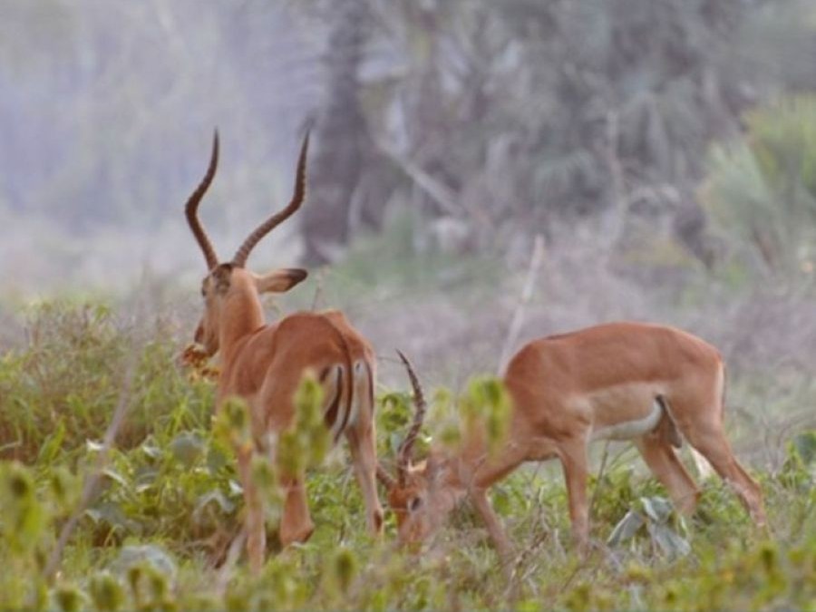 natureza_005